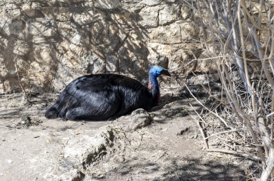 SA Zoo Cassowary 2025